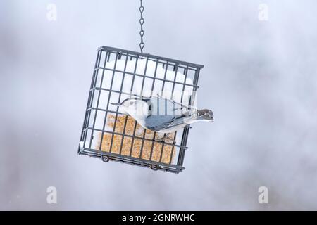 Weißreiher Nuthatch auf Suet Feeder im Winter Stockfoto