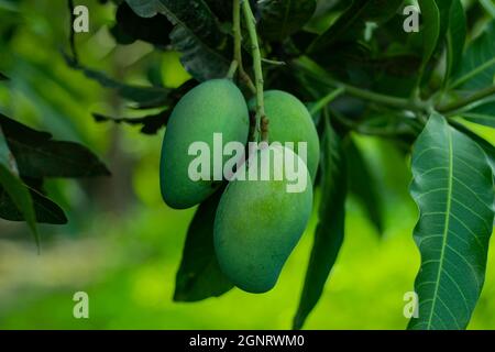 Die rohe grüne Mango ist reich an Antioxidantien wie Polyphenolen, die das Krebsrisiko reduzieren Stockfoto