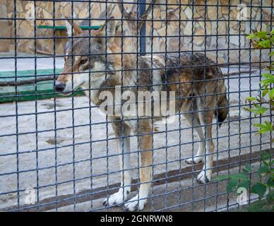 Ein Wolf in Gefangenschaft hinter einem Netz einer Voliere Stockfoto