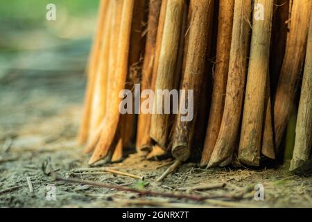 Der Jute Stick oder Lalo oder Saluyot, Charcoal Carbon wird aus Jute Stick hergestellt, nach dem anaeroben Verkohlen bei hohen Temperaturen Stockfoto