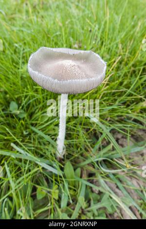 Hase's-foot Inkcap (Coprinopsis lagopus) wächst in einem Naturschutzgebiet in der Landschaft von Herefordshire, Großbritannien. September 2021. Stockfoto