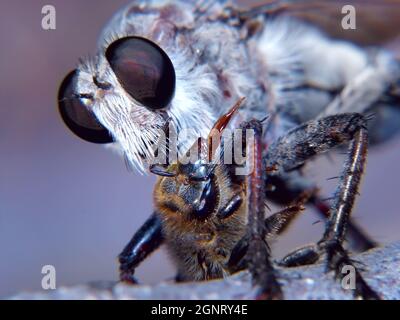 Eine Raubtier-Fliege aus Arizona, Familie Asilidae, die sich von einer hilflosen Honigbiene ernährt, die sie gefangen hatte. Genau wie ein Vampir tötet diese Fliege ihre Stockfoto