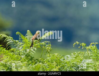 Männlicher Yellowhammer (Emberiza citrinella), der auf Bracken-Frond, Herefordshire, Großbritannien, thront. Juli 2021 Stockfoto