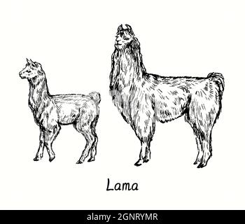 Lama mit Cria (Baby) stehend Seitenansicht. Tinte schwarz-weiß Doodle Zeichnung in Holzschnitt-Stil Illustration Stockfoto