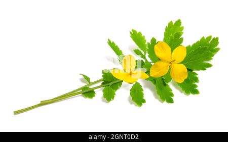 Celandine Blüten isoliert auf weißem Hintergrund Stockfoto