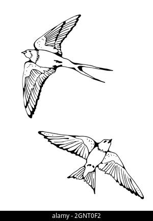 Swallow and House Martin Vögel Vektorset, handgezeichnete Sammlung Stock Vektor