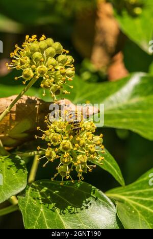 Bienen sammeln Nektar auf der Blüte der Hedera Helix Stockfoto