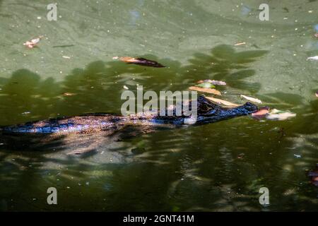 Spektakulärem Caiman Caiman crocodilus in einem Teich in der Nähe von La Fortuna, Costa Rica Stockfoto