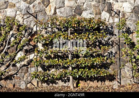 Espaliered Obstbäume in den ummauerten Gärten des Biltmore Estate im Herbst in Asheville, North Carolina. Das Haus, privat im Besitz der Familie Vanderbilt, ist mit über 250 Zimmern das größte Haus in Amerika. Stockfoto