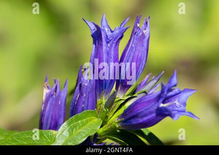 Nahaufnahme der blauen Blüten von Willow Gentian, auch Gentiana asclepiadea genannt Stockfoto