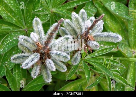 Extreme Nahaufnahme (Makrofotografie) von Tautropfen und winzigen Regentropfen, die an feinen weißen Haaren auf einem Paar reifender Lupinesamen haften. Stockfoto