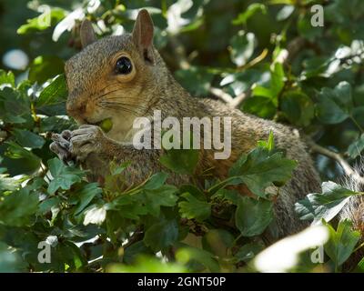 Ein graues Eichhörnchen genießt einen kurzen Snack auf einem Ast, inmitten des strahlenden Sonnenlichts und der Blätter eines Baumes. Der Herbst kommt - Zeit, sich vorzubereiten! Stockfoto