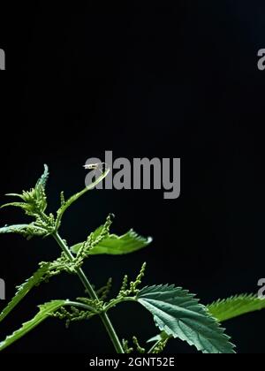 Ein Insekt steht auf einem Brennnesselblatt in scharfem, schrägen, dramatischen Sonnenlicht, mit dem Unterholz-Schatten als schwarzem Hintergrund. Stockfoto