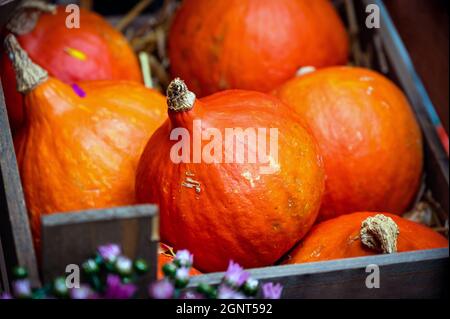 Verschiedene orangefarbene Kürbisse liegen auf Stroh in einer Holzkiste Stockfoto