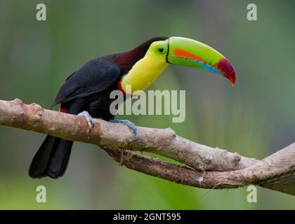Kielschnabel-Toucan (Ramphastos sulfuratus), auch bekannt als Schwefel-reihiger Toucan oder Regenbogenschnabel-Toucan, Costa Rica Stockfoto