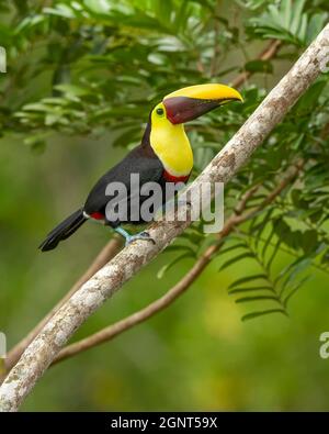 Der kastanienbemantelte Toucan oder Swainson’s Toucan (Ramphastos ambiguus swainsonii), der in einem Regenwald-Baum in Costa Rica thront Stockfoto