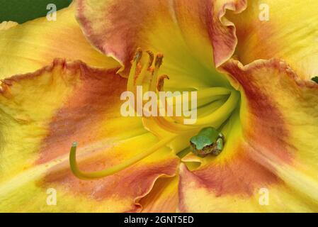 Schönheit in der verborgenen Welt der Natur. Nahaufnahme eines winzigen grünen Baumfrosches, der in der Kehle der bunten gelben und roten Taglilienblüte ruht. (Hemerocallis). Stockfoto