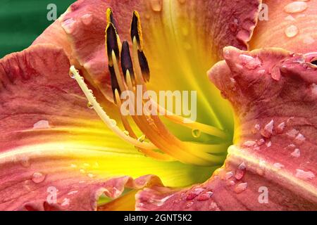 Extreme Nahaufnahme (Makrofotografie) von Regentropfen, die sich an der lebhaften rosaroten Taglilienblüte Klammern. Bei vielen Regentropfen sichtbare Blütenspiegelungen. Stockfoto
