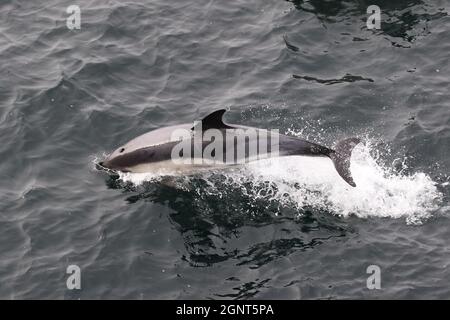 Sequenz 5 - gewöhnlicher Delphin springt in britischen Gewässern Stockfoto