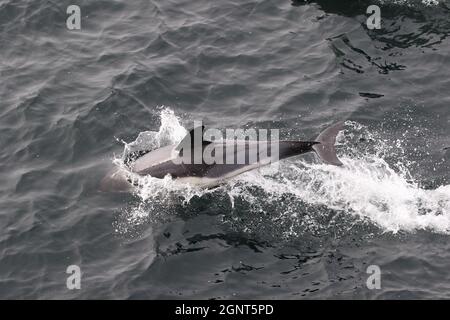 Sequenz 5 - gewöhnlicher Delphin springt in britischen Gewässern Stockfoto