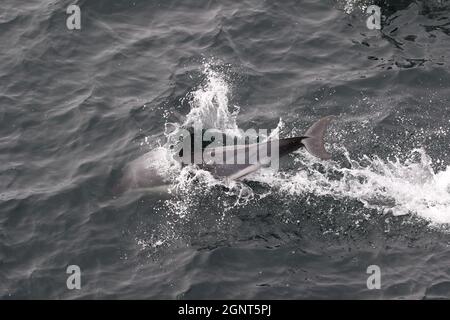 Sequenz 5 - gewöhnlicher Delphin springt in britischen Gewässern Stockfoto