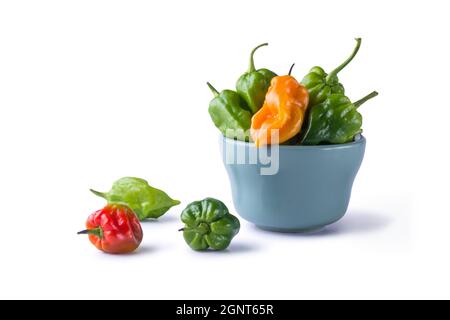 habanero Chilischoten, reife und unreife heiße Sorte von Capsicum chinense, grüne, orange und rote Farbe Früchte isoliert auf weißem Hintergrund Stockfoto