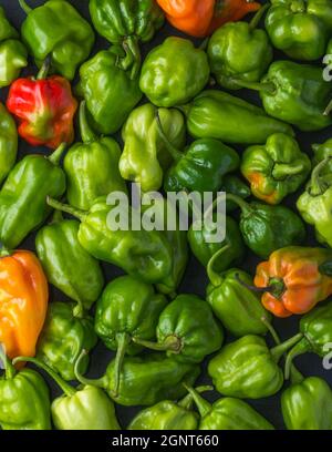 habanero Chilischoten, reife und unreife heiße Sorte von Capsicum chinense, grüne, orange und rote Früchte, natürlicher Hintergrund Stockfoto