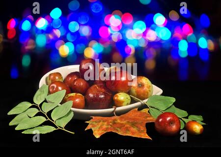 Frucht des Jujube aus dem Bio-Garten im Herbst gesammelt. Stockfoto