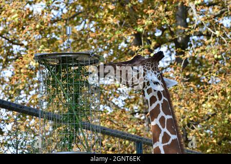 Wien, Österreich. Tiergarten Schönbrunn in Wien. Netzgiraffe (Giraffa camelopardalis reticulata) Stockfoto