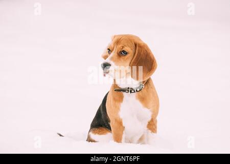 Trauriger Hund Des Englischen Beagle, Der Am Wintertag Im Schnee Sitzt. Beagle ist Eine Rasse von Small Hound Stockfoto