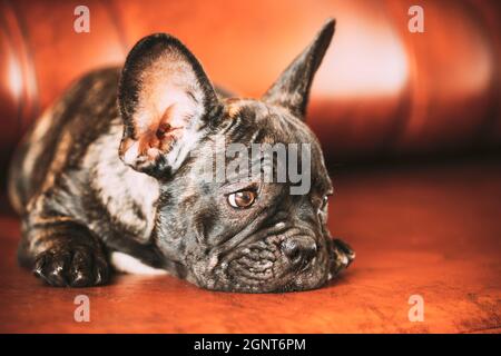 Trauriger Junger Schwarzer Französischer Bulldogge Hund Hund Mit Weißem Fleck Sit On Red Sofa Indoor. Lustiges Hundebaby. Stockfoto