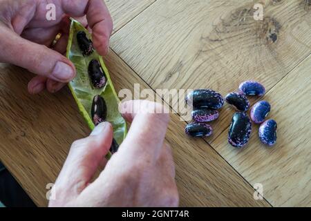 Die Frau, die die Läuferbohnen, Phaseolus coccineus, rettet, soll im nächsten Jahr als Samen verwendet werden. Stockfoto