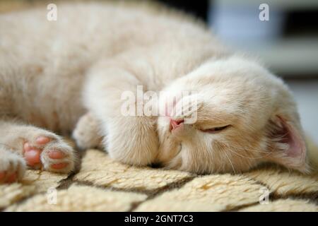 Porträt eines niedlichen Kurzhaarkätzchens, das in einer lustigen Position schlaft Stockfoto