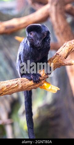 Goeldi‘marmoset oder Goeldi‘Affen (Callimico goeldii), erwachsen Stockfoto