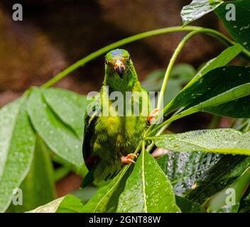 Blue-Crowned hängenden Papagei auf Zweig Stockfoto