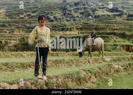 Sapa, Vietnam - 14. April 2016: Mädchen und Jungen gehen mit Büffeln auf dem Reisfeld. Vietnamesische Kinder im Dorf haben die Pflicht, sich um sie zu kümmern Stockfoto