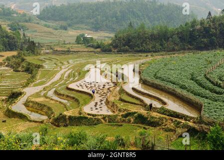 Reisterrassen und Hügel in Sapa, Vietnam. Ländliche grüne vietnamesische Landschaft im Frühling. Reisfeld aus Südostasien Stockfoto