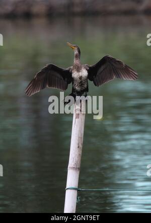 Indischer Kormoran (Phalacrocorax fuscicollis) unreif auf Pfosten mit Flügeln verteilt Sri Lanka thront Dezember Stockfoto