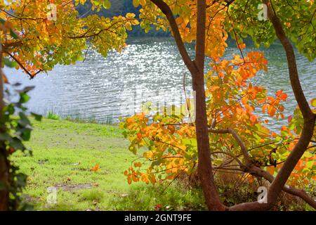 Frankreich, Paris, der Bois de Vincennes im Herbst, See Daumesnil Stockfoto