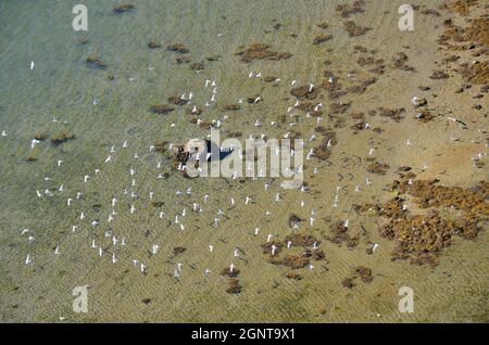 Frankreich, Morbihan (56), Baie de Quiberon, Golfe du Morbihan, Presqu'île de Rhuys, Arzon, Port-Navalo (vue aérienne) // Frankreich, Morbihan, Baie de Quiber Stockfoto