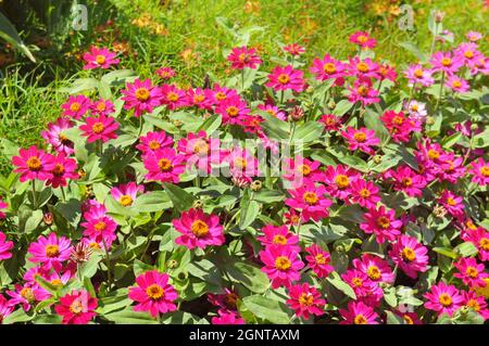 Hintergrund von schönen Blumen Zinnien. Ein heller, sonniger Tag im Stadtpark. Stockfoto