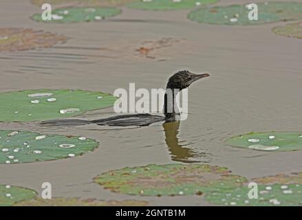 Kleiner Kormoran (Phalacrocorax niger) Erwachsener, der unter den Lillypaden Sri Lanka schwimmt Dezember Stockfoto