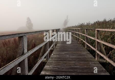 Federseesteg, der am frühen Morgen durch neblige Schilffelder führt, Bad Buchau, Deutschland, Europa. Stockfoto