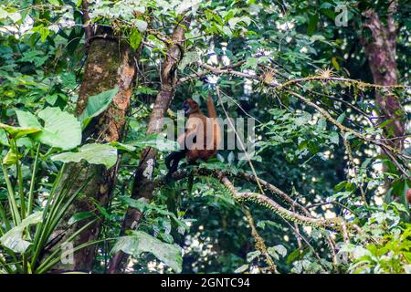 Geoffroys Spinnenaffen Ateles geoffroyi im Tortuguero-Nationalpark, Costa Rica Stockfoto