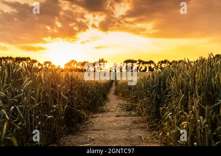 Sunset and clouds over a wheat field with a path to trees on the horizon, journey concept Stockfoto