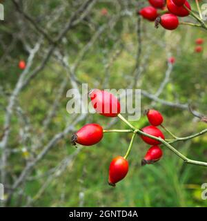 Hunderose. September. Heilende Eigenschaften. Behandlung mit Heilpflanzen Stockfoto