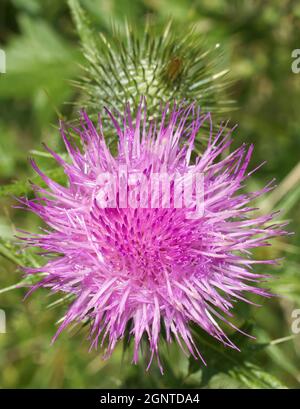 Silybum marianum oder auch Milchdistel. Die Nahaufnahme der blühenden Blüte. Auch bekannt als Cardus marianus, gesegnete Milchdistel, Mariendistel, M Stockfoto