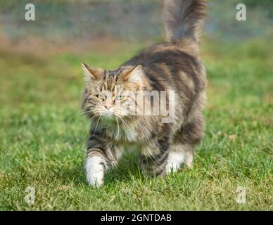 Sibirische Katze Weibchen geht auf grünem Gras Rasen Stockfoto