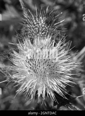 Silybum marianum oder auch Milchdistel. Die Nahaufnahme der blühenden Blüte. Auch bekannt als Cardus marianus, gesegnete Milchdistel, Mariendistel, M Stockfoto