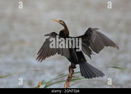 Orientalischer Darter (Anhinga melanogaster) Erwachsener, der auf einem toten Ast mit Flügeln sitzt, die Bundala NP, Sri Lanka, verbreitet sind Dezember Stockfoto